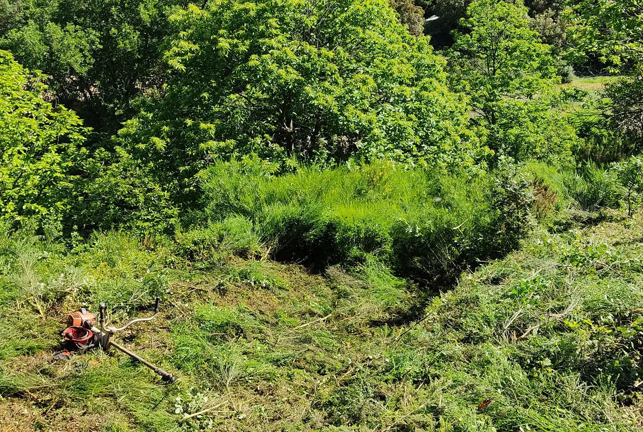 Vue d'une friche de genêts partiellement dégagée à la débroussailleuse par Christophe Brumbt à Bédarieux