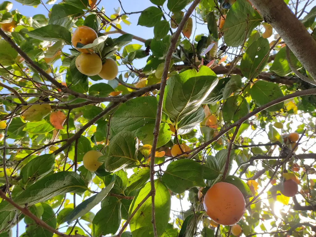 Vue détaillée sur les fruits et les feuilles d'un plaqueminier quelques mois après avoir réalisé une taille douce
