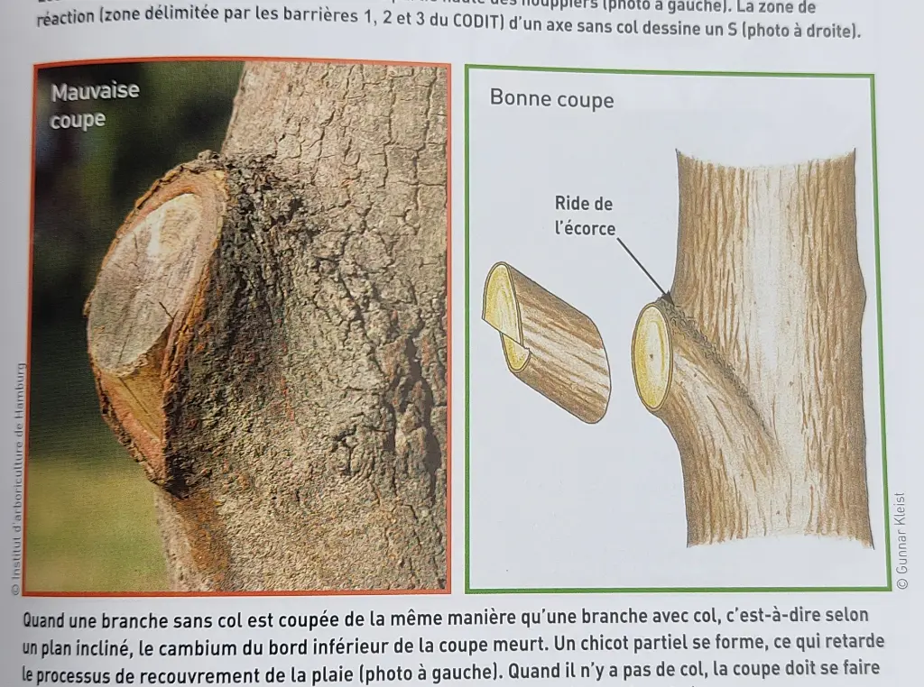 Détail d'une page d'un livre de taille montrant les coupes favorables à une bonne cicatrisation