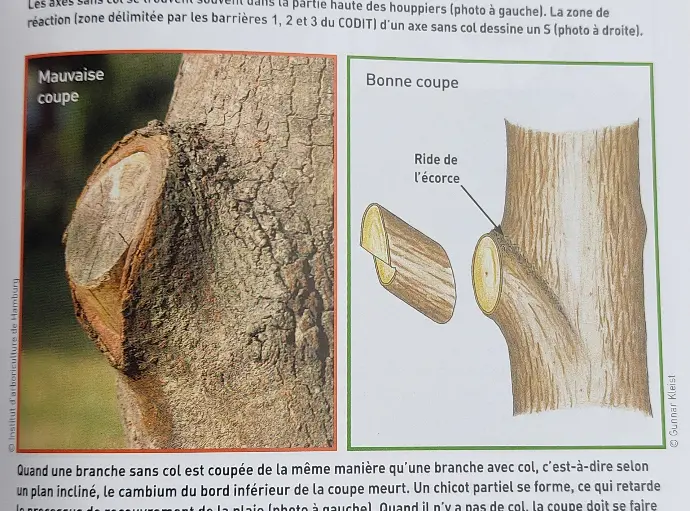 Détail de une page de un livre de taille montrant les coupes favorables à une bonne cicatrisation