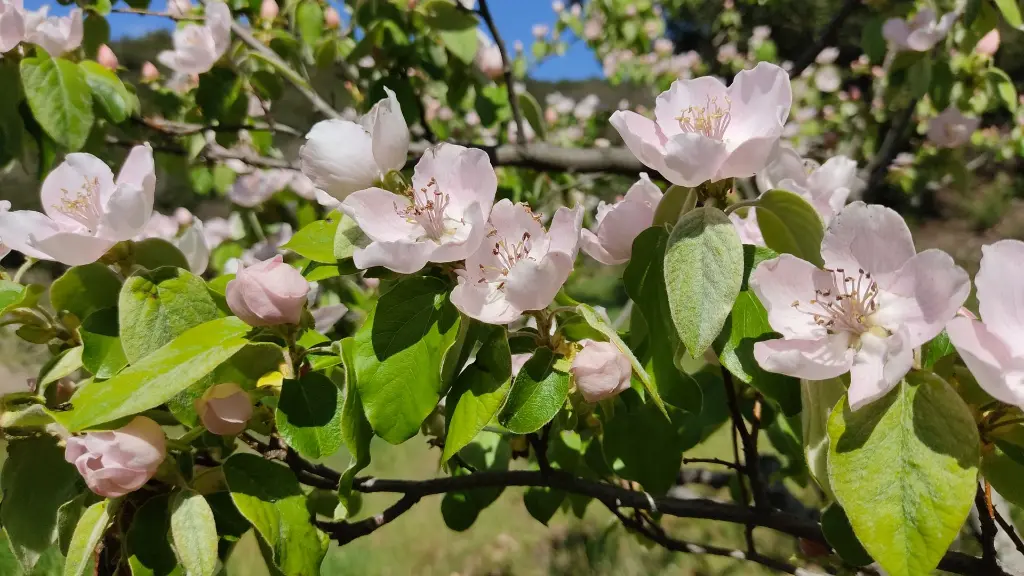 Cognassier en fleur après avoir appliqué les principes de la taille douce