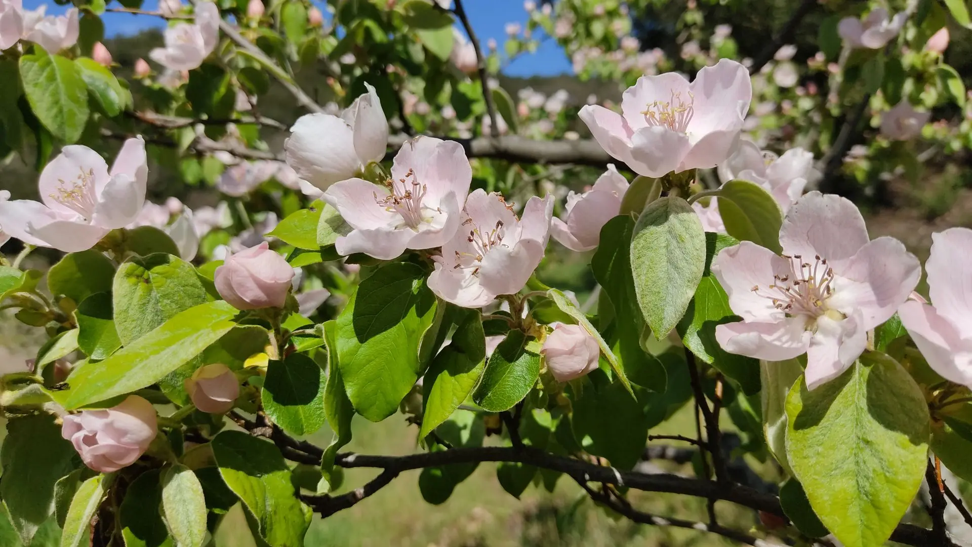 Cognassier en fleur après avoir appliqué les principes de la taille douce