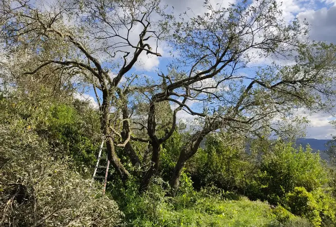 Vue d'un olivier récemment élagué avant floraison à l'aide d'une échelle par Christophe Brumbt à Bédarieux