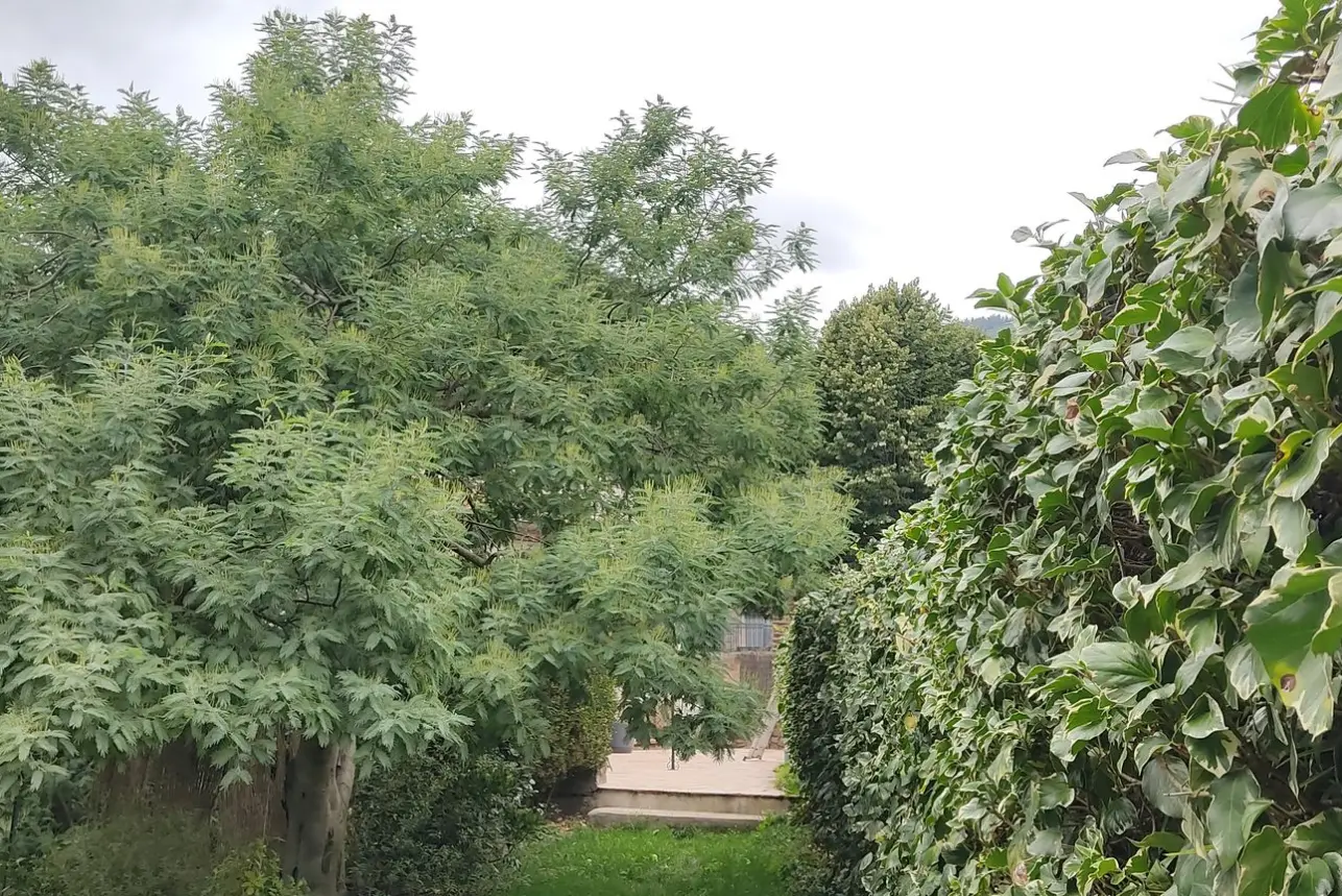 Vue d'un jardin entretenu avec les techniques de taille douce pratiquées au vert sur un mimosa et sur une haie de lierre par Christophe Brumbt à Saint-Etienne-Estréchoux