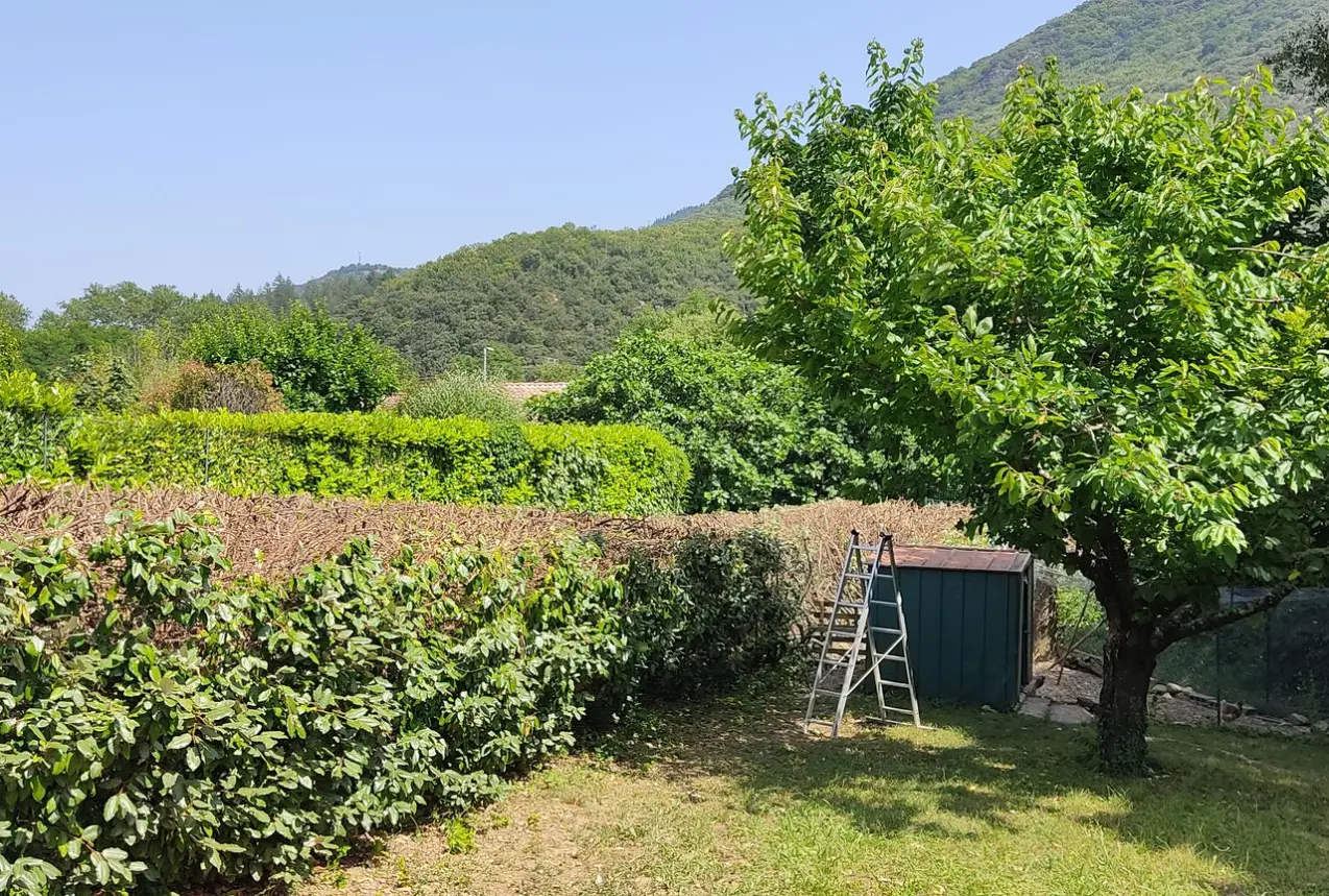 Vue d'un jardin où une longue haie d'Eleagnus et un cerisier ont été taillés au vert par Christophe Brumbt à Bédarieux
