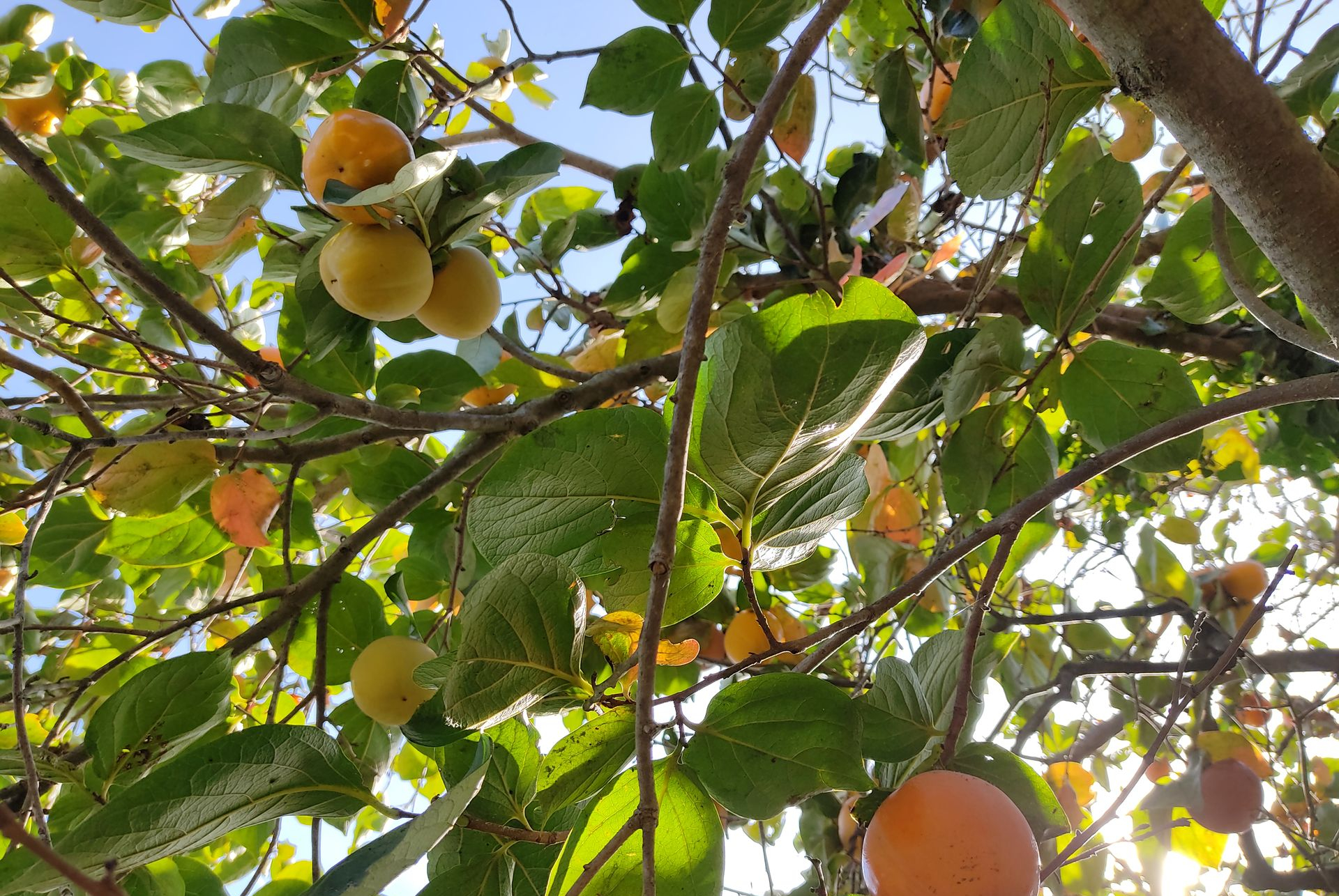 Jardinier et services entretien de jardin